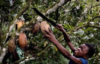 black child collecting cocoa fruit from tree