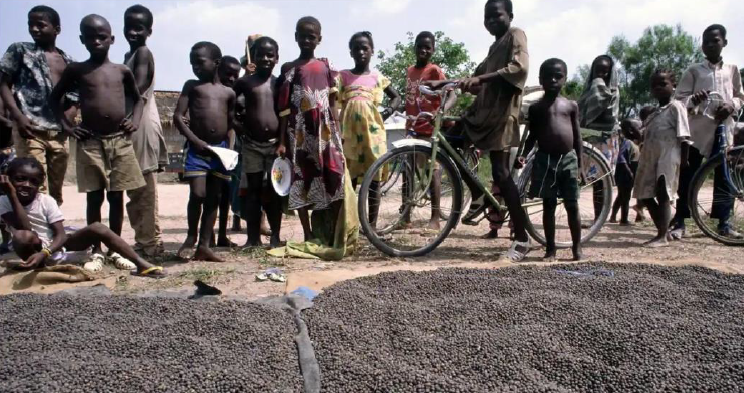 Photo: Black children looking at the camera, standing on the far side of cocoa beans drying in the sun, spread over large plastic sheets.